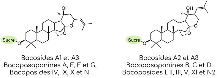 Classification chimique des saponines triterpéniques de type bacosides de la bacopa monnieri